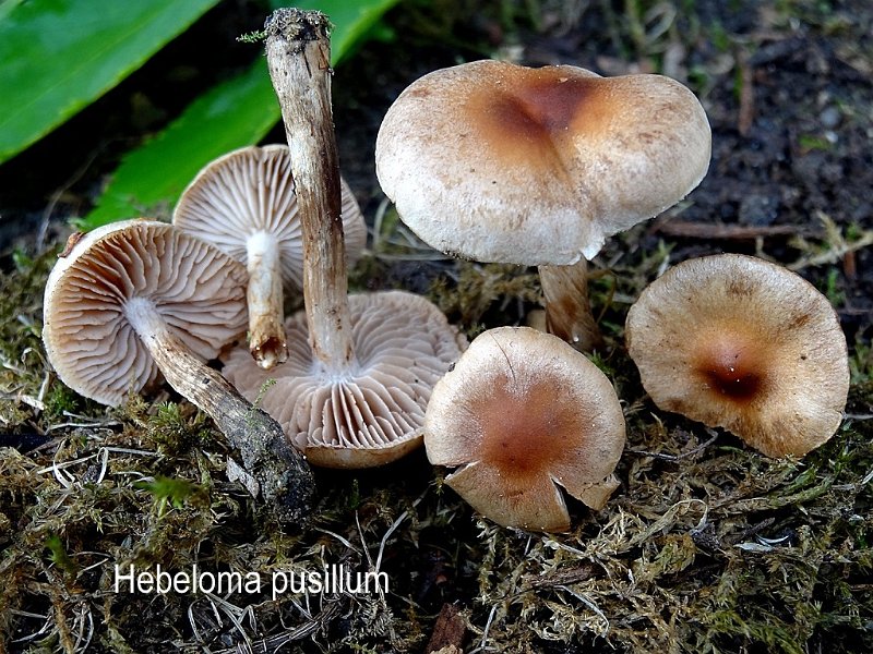 Hebeloma pusillum-amf877-1.jpg - Hebeloma pusillum ; Syn: Hebelomatis pusillum ; Non français: Hébélome nain
